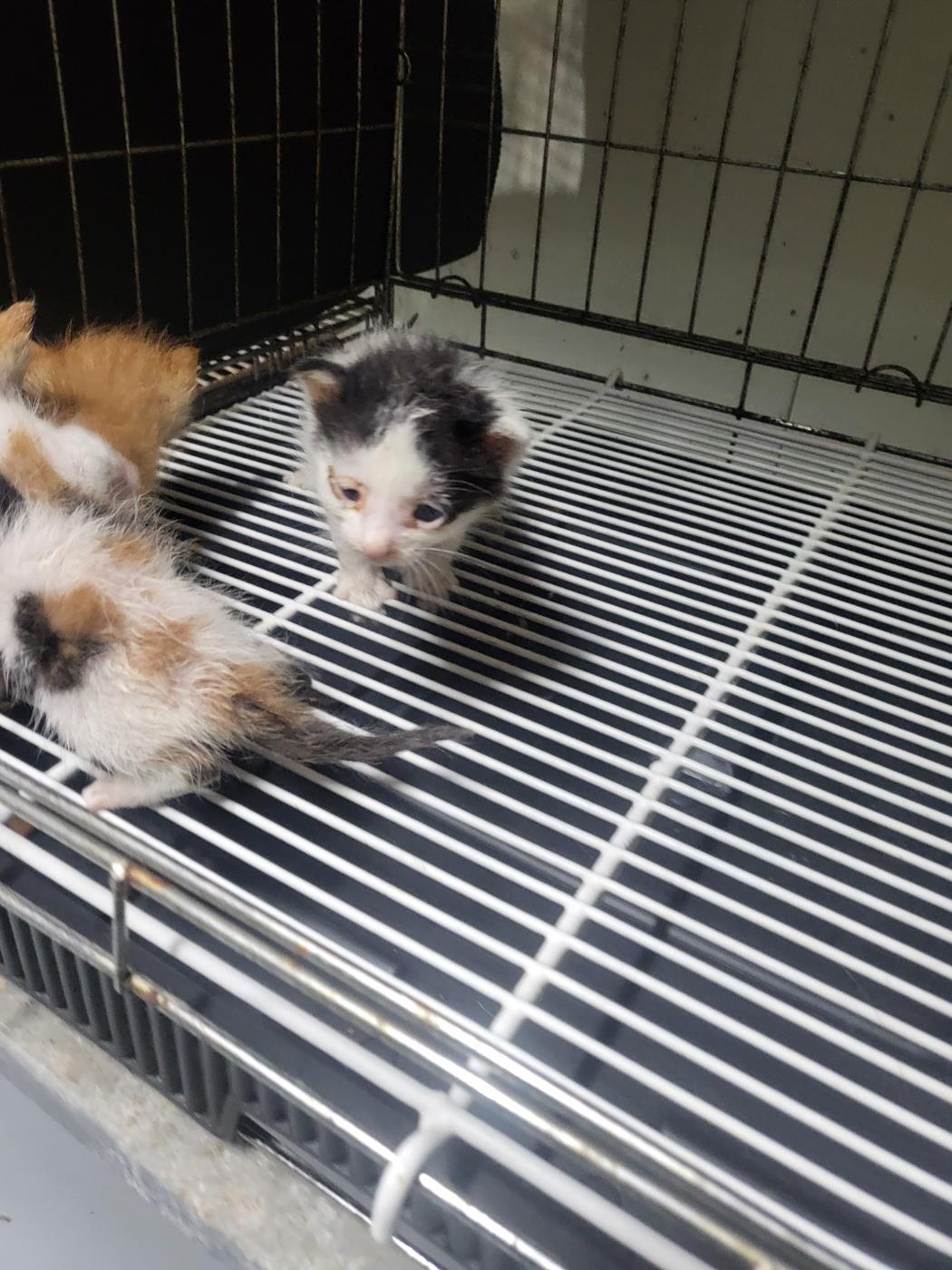 종료(자연사) 한국…